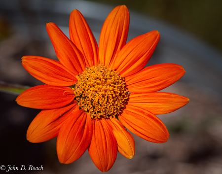 A Flower in Autumn