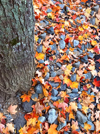 Fallen leaves