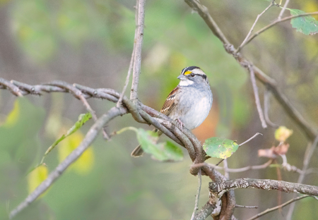 The White Throated Sparrow