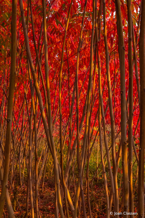 Red Canopy