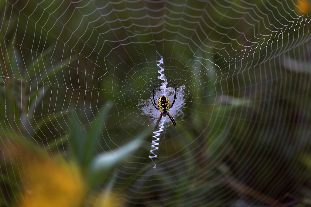 Orb Weaver