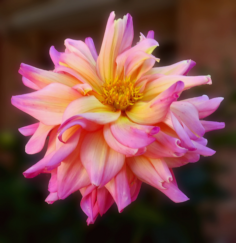 Dahlia 1