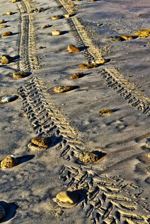 TRACKS AND STONES