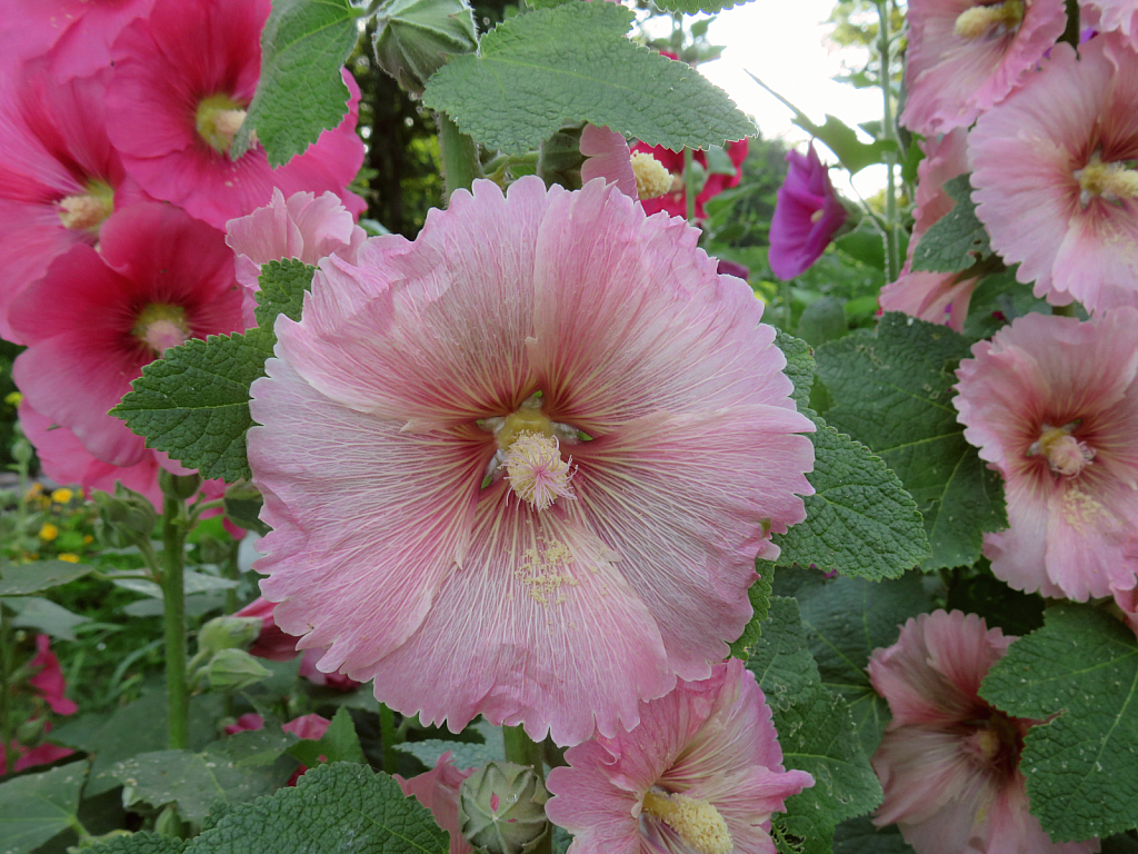 More Hollyhocks