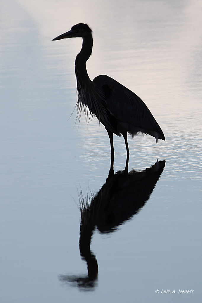 Blue Heron Silhouette