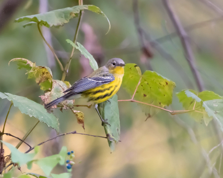 The Female Magnolia Warbler - My First!!