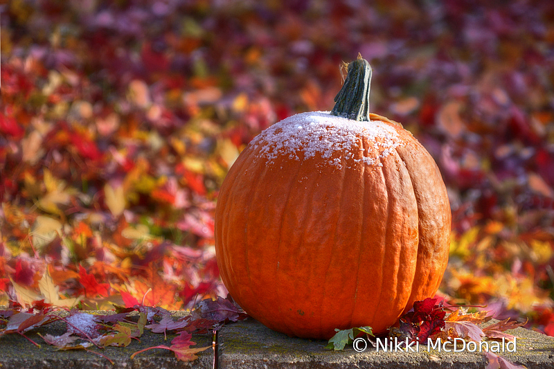 The Frost Is on the Pumpkin