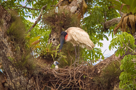 Jabiru