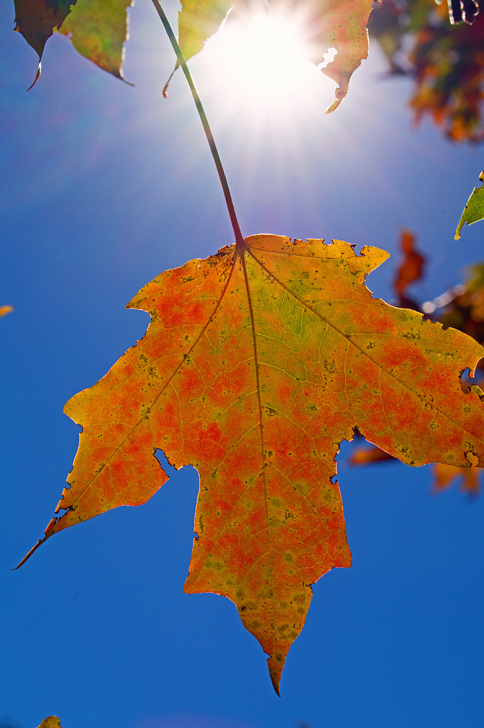 Translucent Leaf