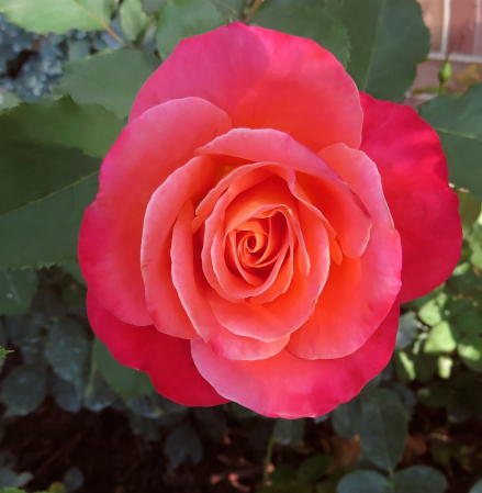 Another Of Our Roses