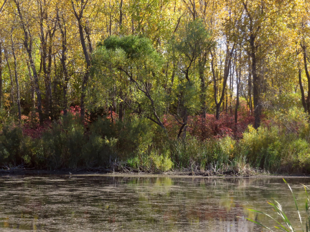 Fin And Feathers Lake