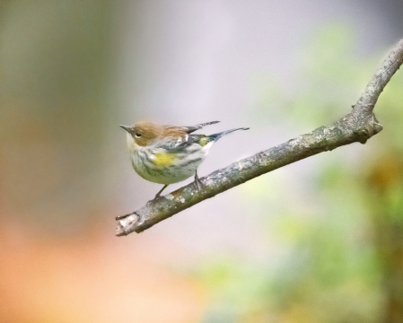 Yellow Rumped Warbler Fluttering 