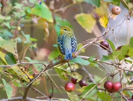 Black Pol Warbler in the Woods