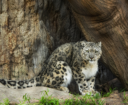 Snow Leopard