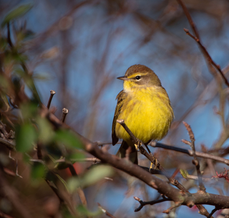 The Palm Warbler with Yellow Vest