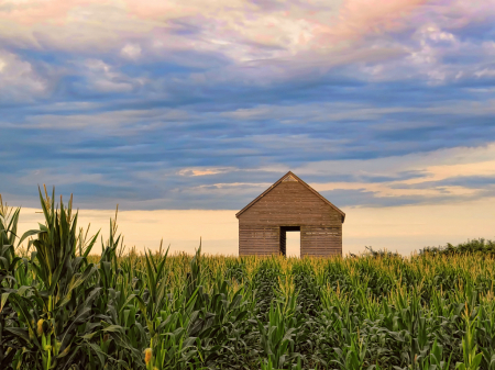 Corn Covering Up My Favorite Shed