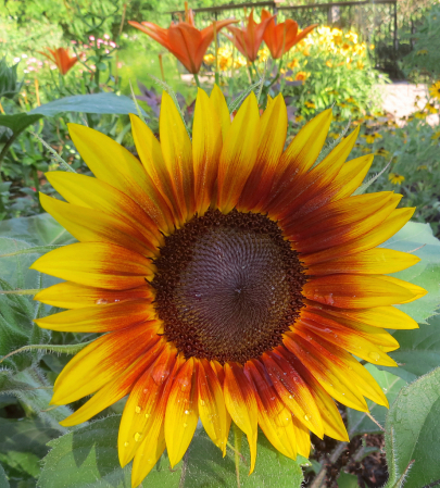 Sunflower Seeds