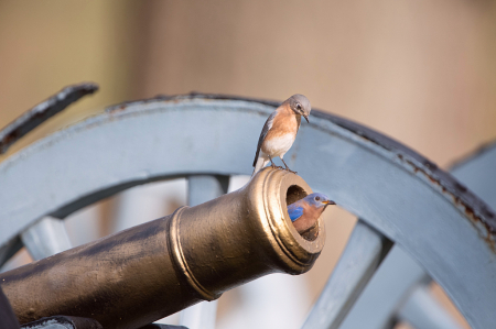 Mrs. Bluebird Eyeing Mr. Bluebird