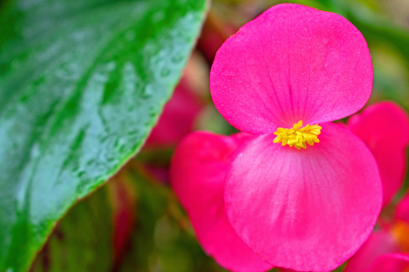 Begonia