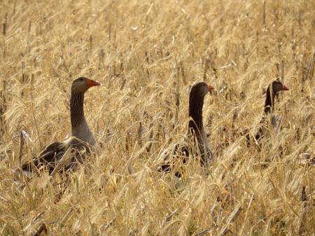 In The Field