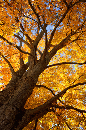 Autumn Splendor