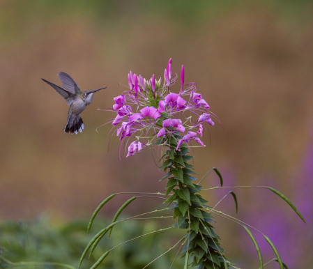 Settling on Pink