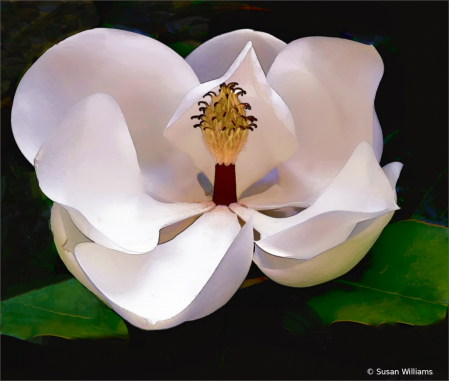 Southern Magnolia