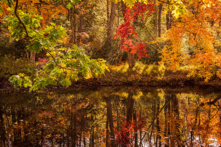 Autumn River Bank