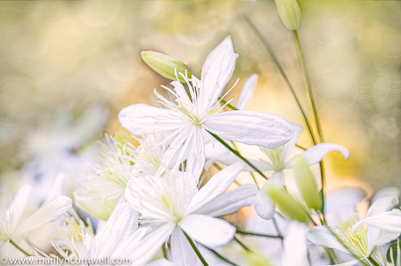 Sweet Autumn Clematis