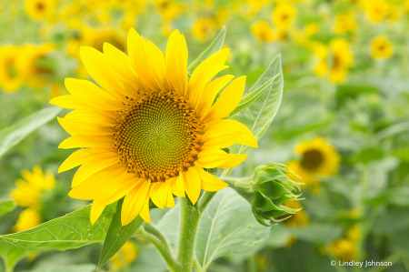 Wisconsin Sunflower Farm