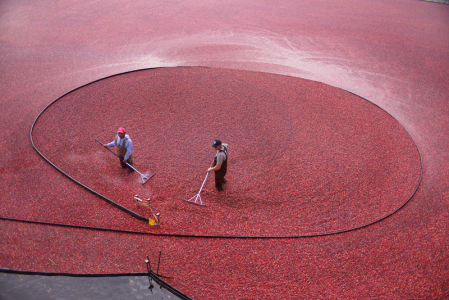 Cranberry Harvest