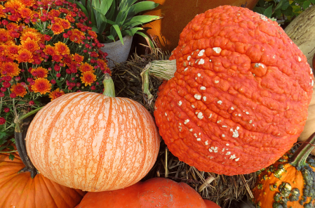 Pumpkin Variety