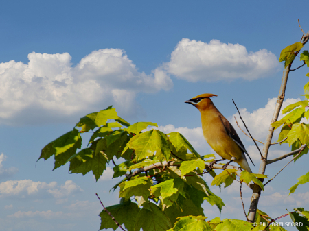 Ceder Waxwing