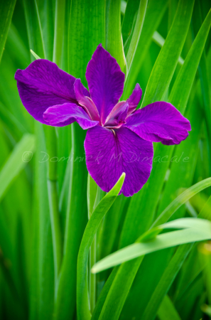 ~ ~ PURPLE IRIS ~ ~