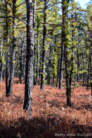 Edge of the Pines