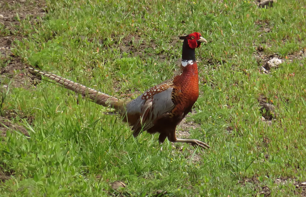 Pheasant