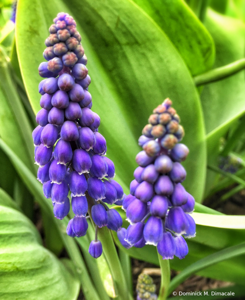 ~ ~ GRAPE HYACINTH ~ ~ 