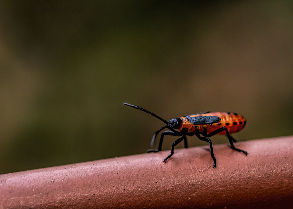 Milkweed Bug