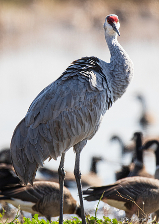 Sandhill Crane