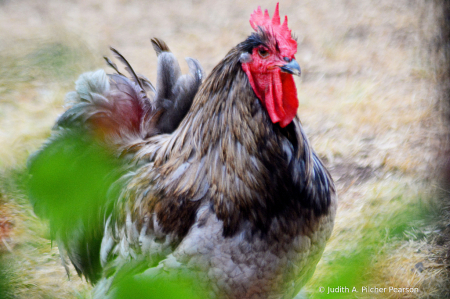 stare down through the bushes.......