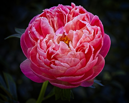 Peony rose