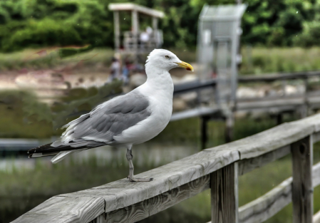 The Dockmaster