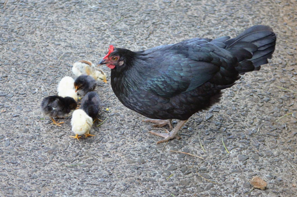 Wild Chickens on Oahu in a Public Park. 