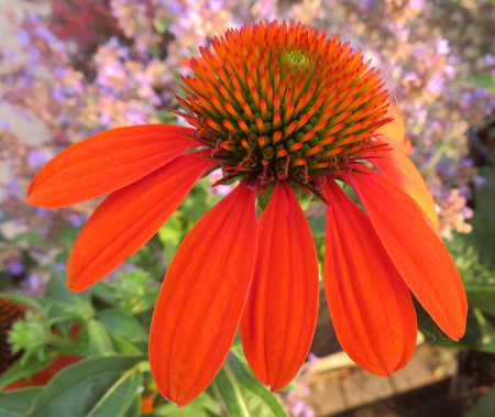 Orange Front And Center