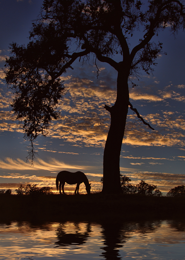 Horse and Oak Morning by Pond