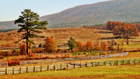 Fall Fences 2