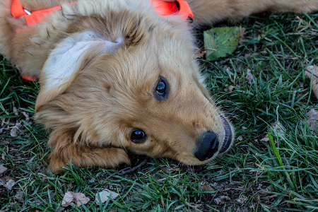 Golden Retriever Puppy 