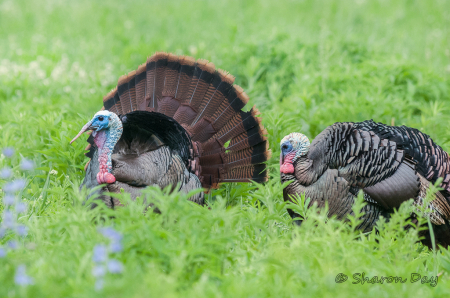 Turkey in the Meadow