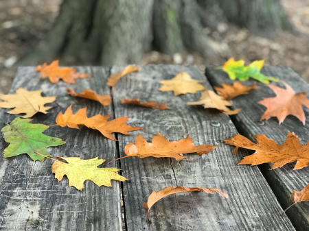 Oak leaves on bench