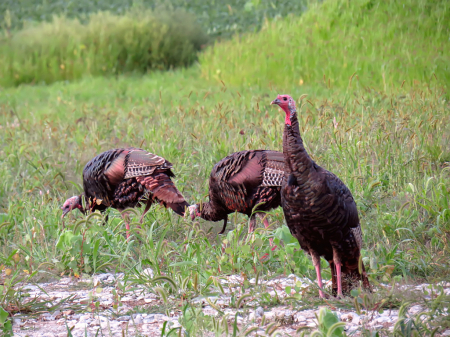 Turkey Family Outing